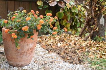 Fall autumn, flowerpot with flowers in the garden