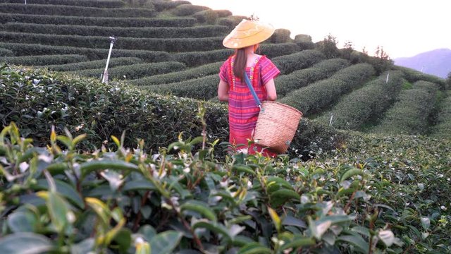 Women in local hill tribe holding young green tea leaves on hill in the evening with sunset ray at Doi Mae Salong Mae Fah Luang Chiang Rai Thailand, agricultural tree plantation.