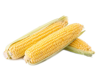 Fresh corn on cobs isolated on white