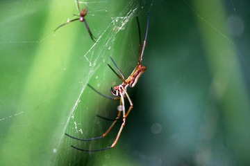 a small male and and a big female spider on a spiderweb on green bokeh background