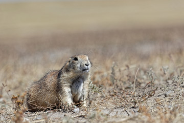 A prairie dog in the Badlands grass fields