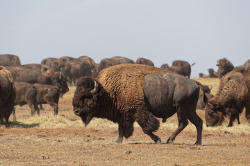 Buffalos herd in the Badlands National Park