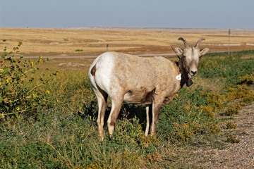 Obraz premium A bighorn sheep in the Badlands National Park