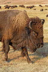 Buffalo in the Custer Park, Black Hills, South Dakota
