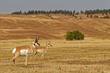 A couple of pronghorns in Custer State Park, South Dakota