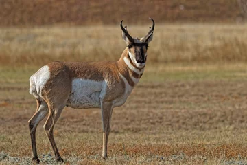 Wandcirkels Antilope Male pronghorn in Custer State Park, South Dakota  © Pierre-Jean DURIEU