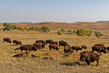 Buffalos herd in a Custer Park landscape, Black Hills, South Dakota