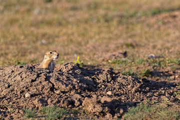 Prairie dog out of its burrow in Custer State Park