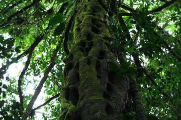 Fototapeta premium Beautiful mystical old tree growing in jungle of French Guiana.