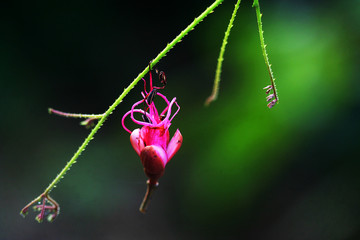 wild tropical pink flower fallen a branch on green defocused background