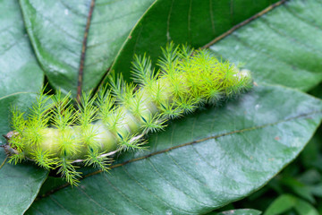 close up of a poisonous caterpillar. made in French Guiana