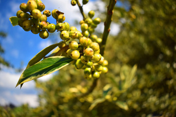 Beeren im Sommer an den Bäumen