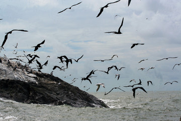 colony of Magnificent Frigatebird (Fregata magnificens) in French Guiana on island of Grand Connétable. Constable Islands