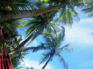 Fototapeta na wymiar view from laying in hammock that is between coconut trees on tropical paradise beach, with blue sky and coconut tree background.