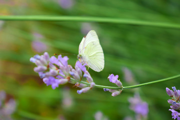 Ein bunter Schmetterling im Vordergrund