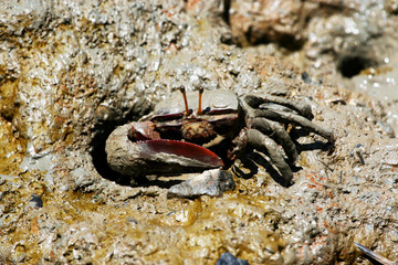 male Fiddler crab in the mud of a mangrove in french Guiana