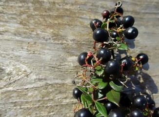 gros plan vertical à droite d'une guirlande   naturelle de baies noires et petites feuilles, espace de copie à gauche un fond de vieux bois grisé