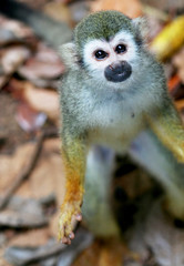 Wild squirrel monkey (Saimiri sciureus) on ground.