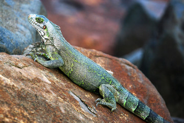 Naklejka na ściany i meble closeup of Green Iguana (Iguana Iguana) in natural habitat