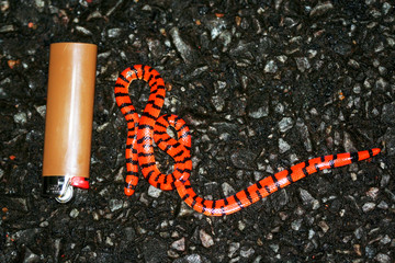 small false coral snake (Anilius scytale) photographed in French Guiana