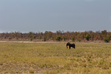 African elephant in riverbed in Kruger National Park
