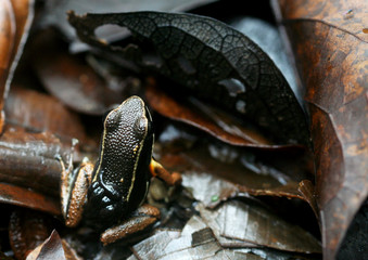 Closeup of a camouflage frog  with tadpoles on its back in the nature of French Guiana