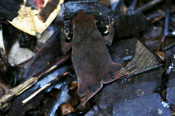 camouflaged brown frog hiding on forest floor between leaves. photographed in French Guiana