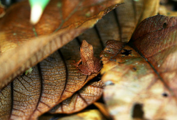 camouflaged brown frog hiding on forest floor between leaves. photographed in French Guiana