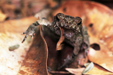 a frog hiding between leaves on forest floor. photographed in French Guiana