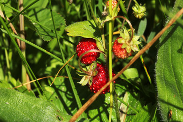 close up of wild strawberries in nature on green background