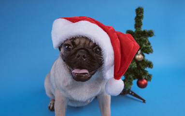 Puppy breed pug, dog in a cap like Santa Claus. Puppy isolated on blue background. Happy Christmas...