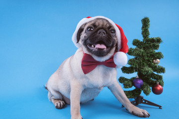 Puppy breed pug, dog in a cap like Santa Claus. Puppy isolated on blue background. Happy Christmas...