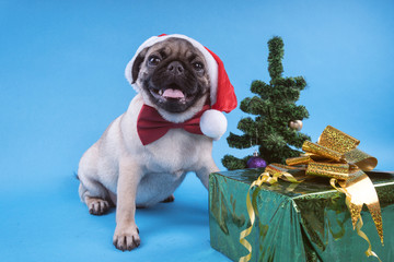 Puppy breed pug, dog in a cap like Santa Claus. Puppy isolated on blue background. Happy Christmas...