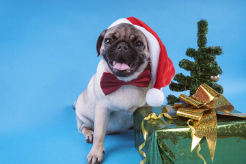 Puppy breed pug, dog in a cap like Santa Claus. Puppy isolated on blue background. Happy Christmas...