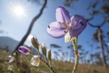 close up Murdannia giganteum  Commelinaceae flower with sunlight on mountain winter season
