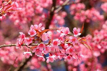 Closeup of Wild Himalayan Cherry (Prunus cerasoides)