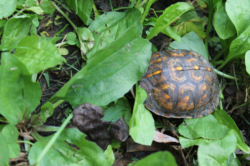 Turtle in the grass