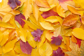 Naklejka na ściany i meble Red and Orange autumn leaves background. Thanksgiving day
