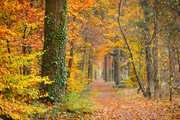 Pathway in the autumn forest, Germany