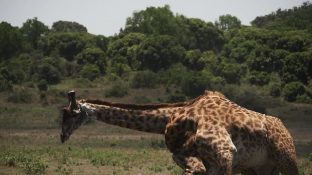 180p slow motion shot of male giraffe fighting at arusha national park in tanzania
