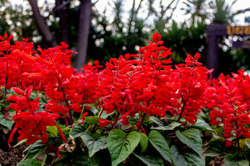 Red vibrant snapdragons growing in the gardens of Phu Foi Lom National Park, Thailand