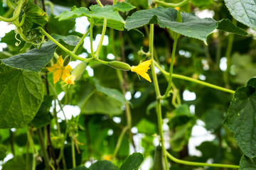Obraz na płótnie Canvas Young cucumbers on the branches with yellow flowers