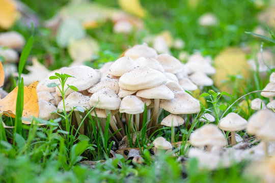 White autumn mushrooms. Beautiful natural autumn landscape