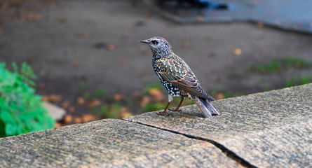 Bird in Manhattan