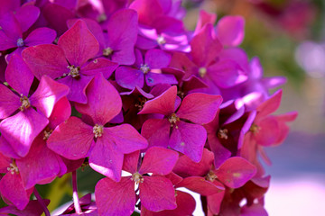 Fototapeta na wymiar Lila Blüten