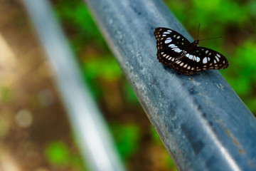 Black butterflies fly it is  nature on the Doi Suthep at thailand.