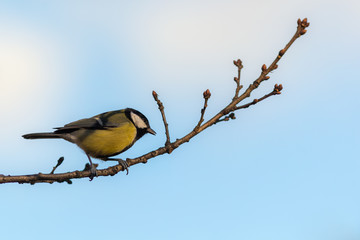 portrait of a tit