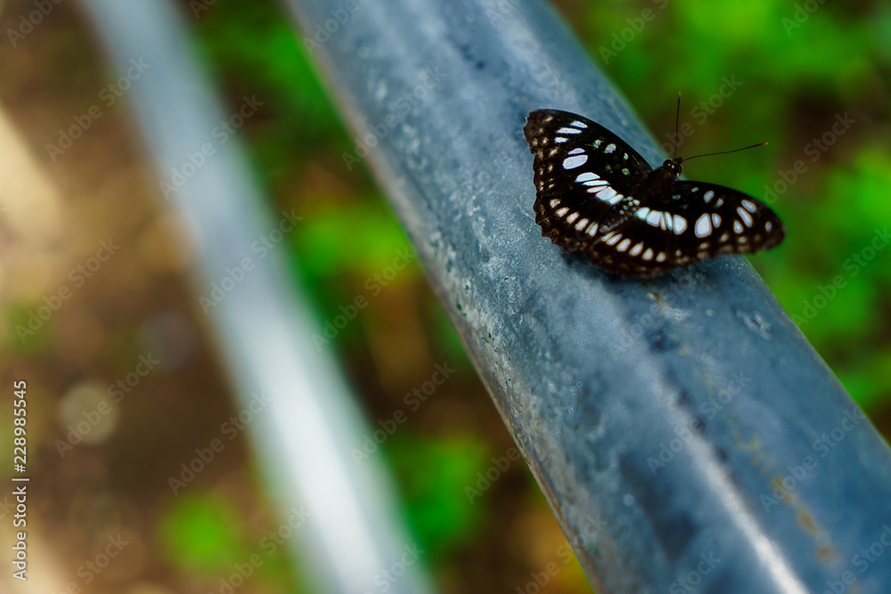 Wall mural Black butterflies fly it is  nature on the Doi Suthep at thailand.