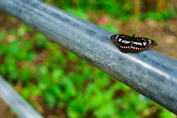Black butterflies fly it is  nature on the Doi Suthep at thailand.