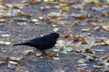 blackbird on the ground with autumn leaves